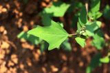 Chenopodium acerifolium