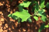 Chenopodium acerifolium. Лист. Республика Татарстан, окр. г. Набережные Челны, Шильнинский лес, на песке. 15.08.2021.