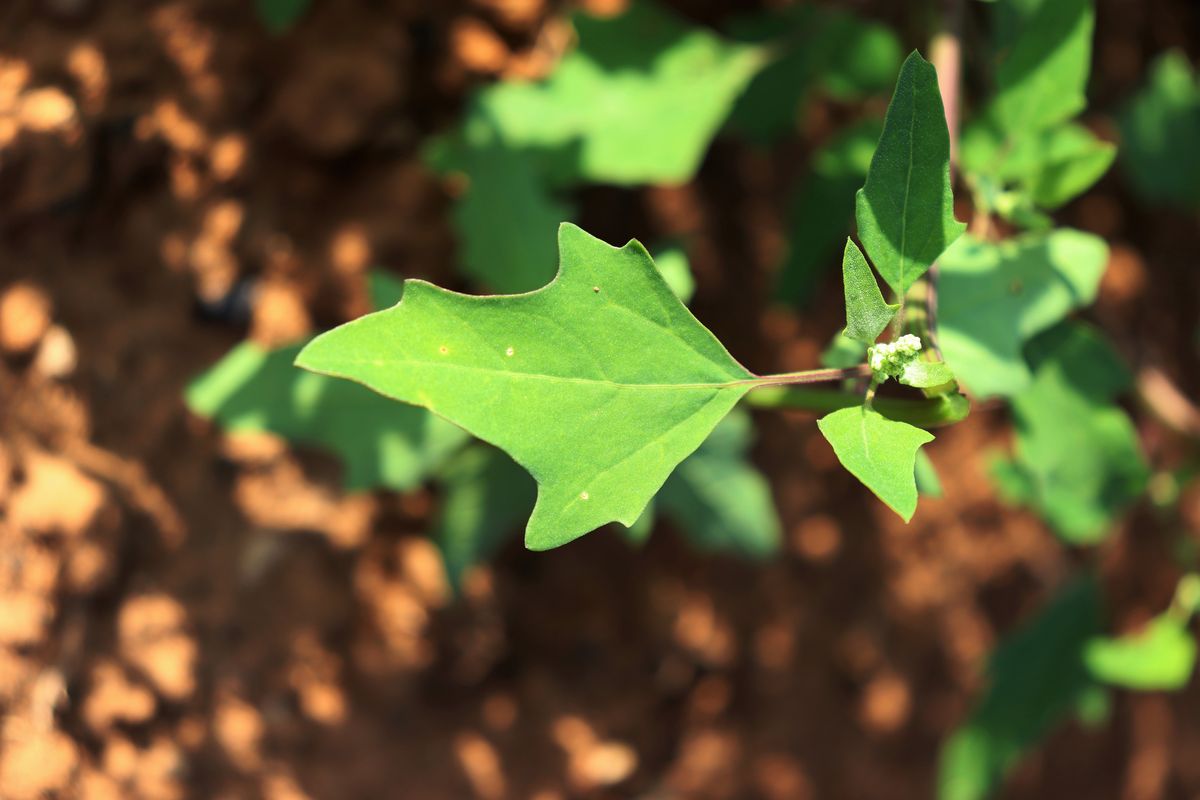 Изображение особи Chenopodium acerifolium.