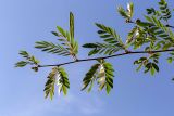 Calliandra haematocephala