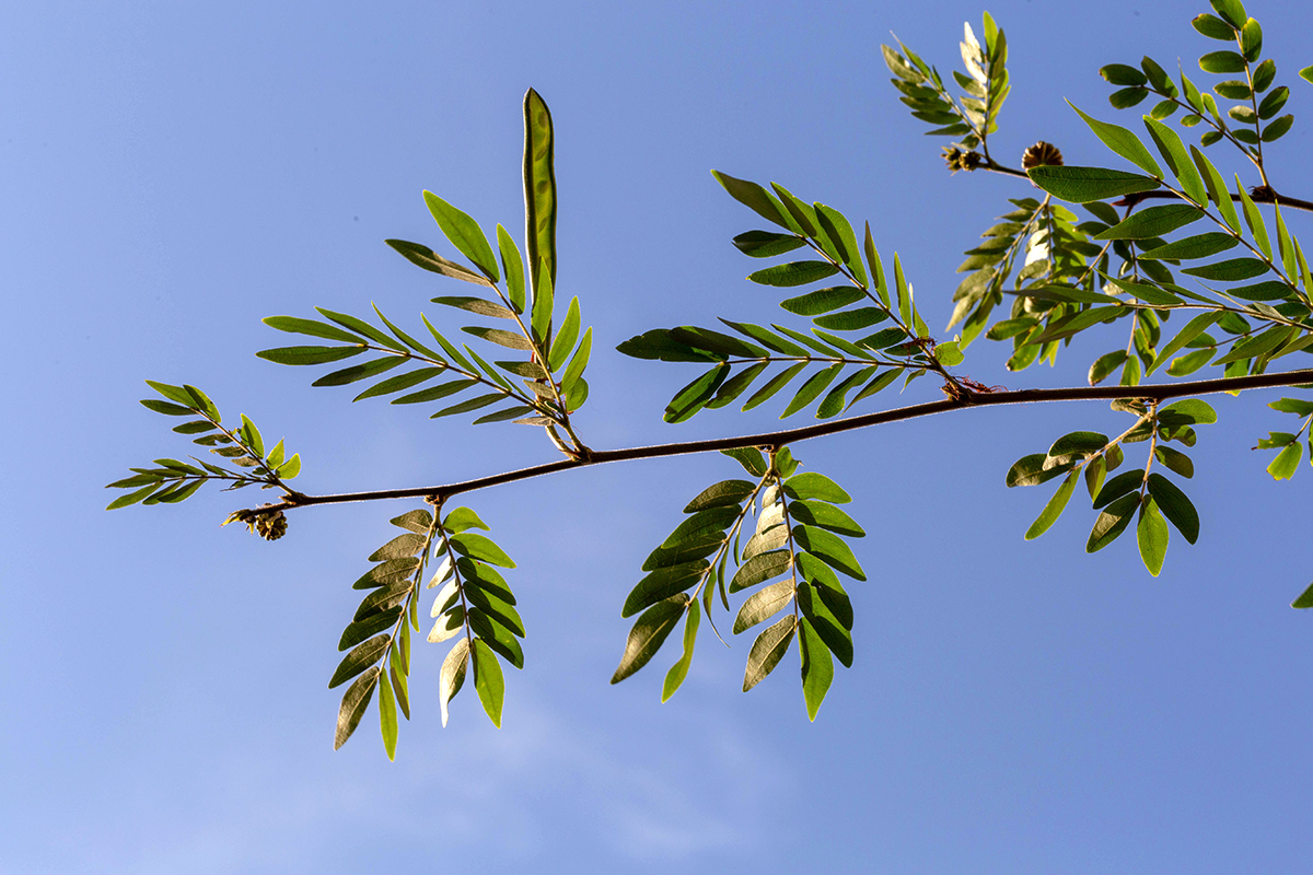 Image of Calliandra haematocephala specimen.