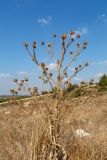 Silybum marianum. Сухое плодоносящее растение. Израиль, национальный парк \"Бейт Гуврин\". 19.10.2019.