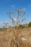 Silybum marianum