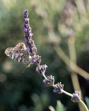 Lavandula angustifolia. Соцветие с кормящейся бабочкой-репейницей. Израиль, г. Бат-Ям, в культуре. 22.03.2019.