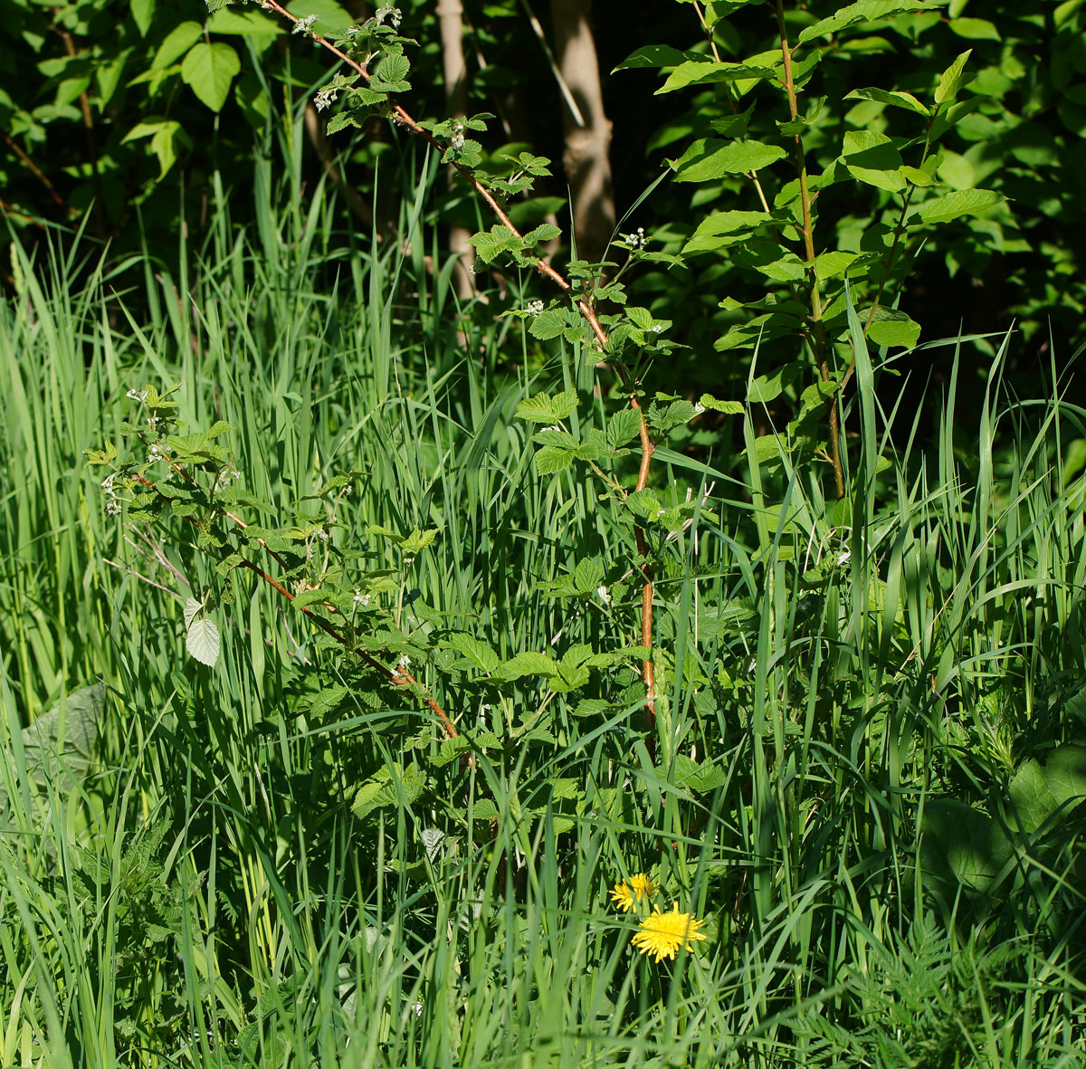 Image of Rubus idaeus specimen.