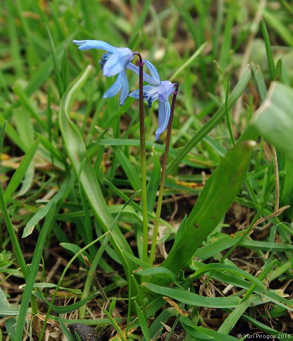 Изображение особи Scilla caucasica.