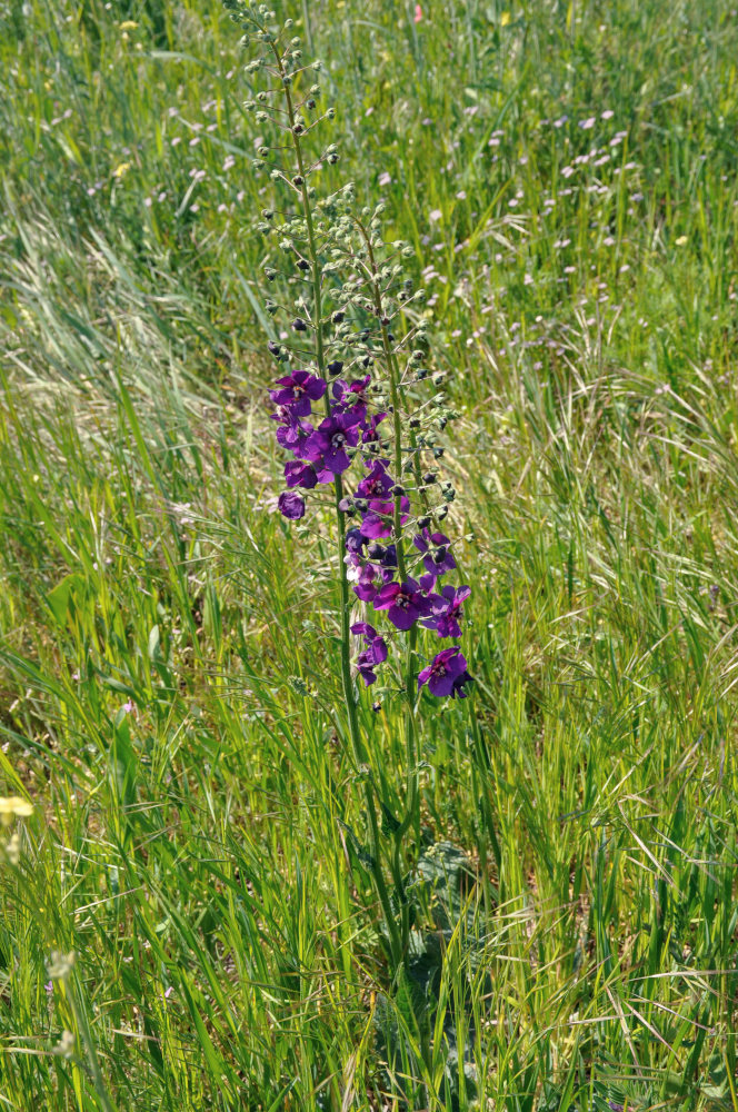 Image of Verbascum phoeniceum specimen.