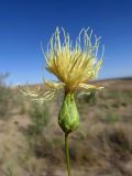 Rhaponticoides zaissanica