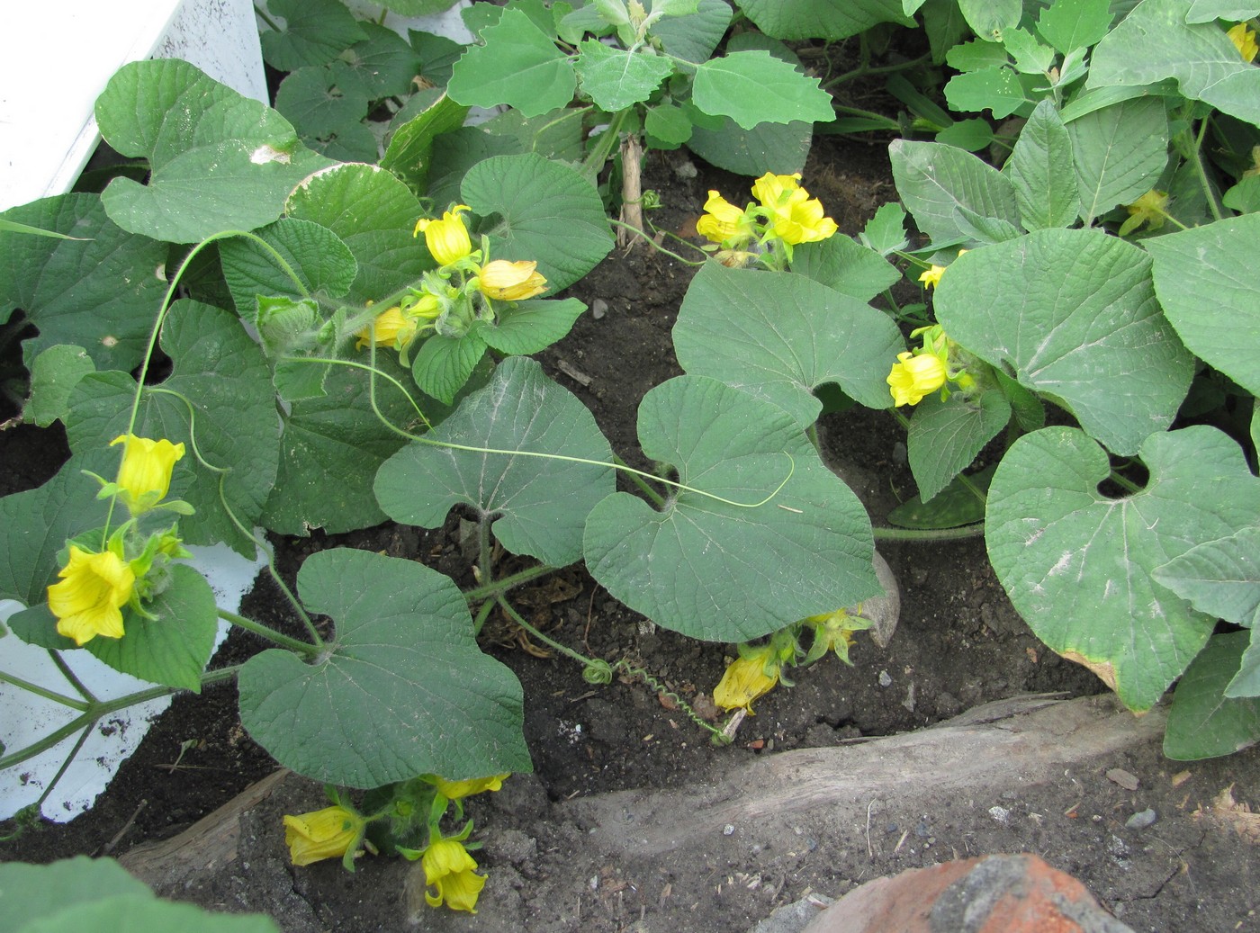 Image of Thladiantha dubia specimen.