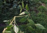 genus Angelica