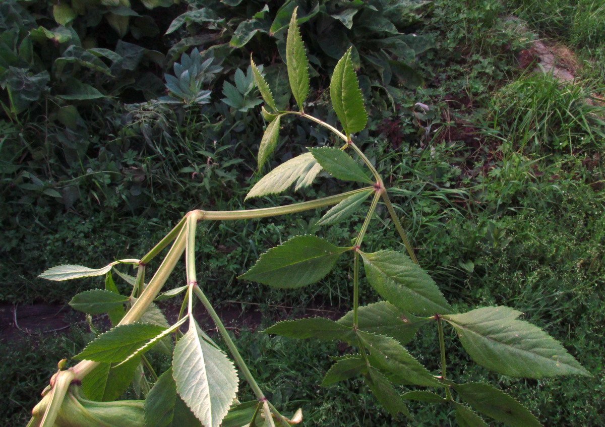 Image of genus Angelica specimen.