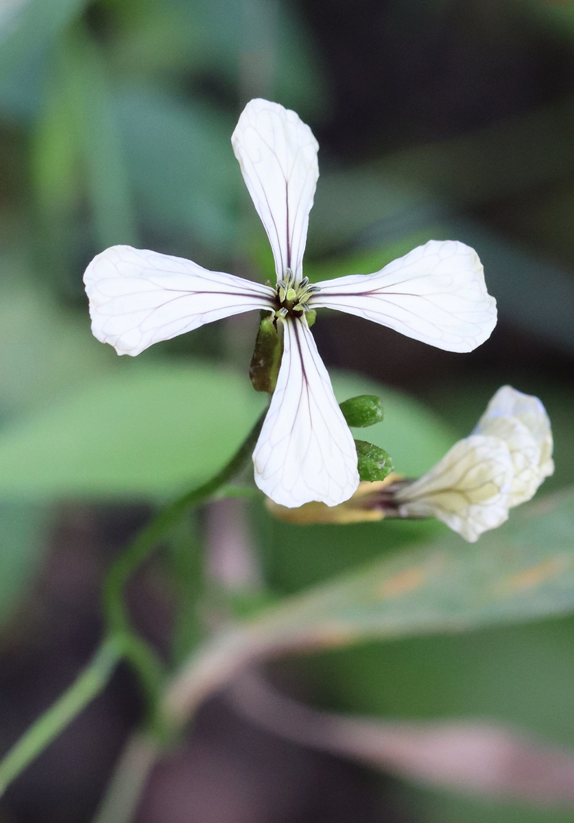 Image of Eruca sativa specimen.