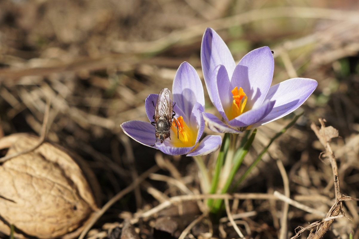 Изображение особи Crocus reticulatus.