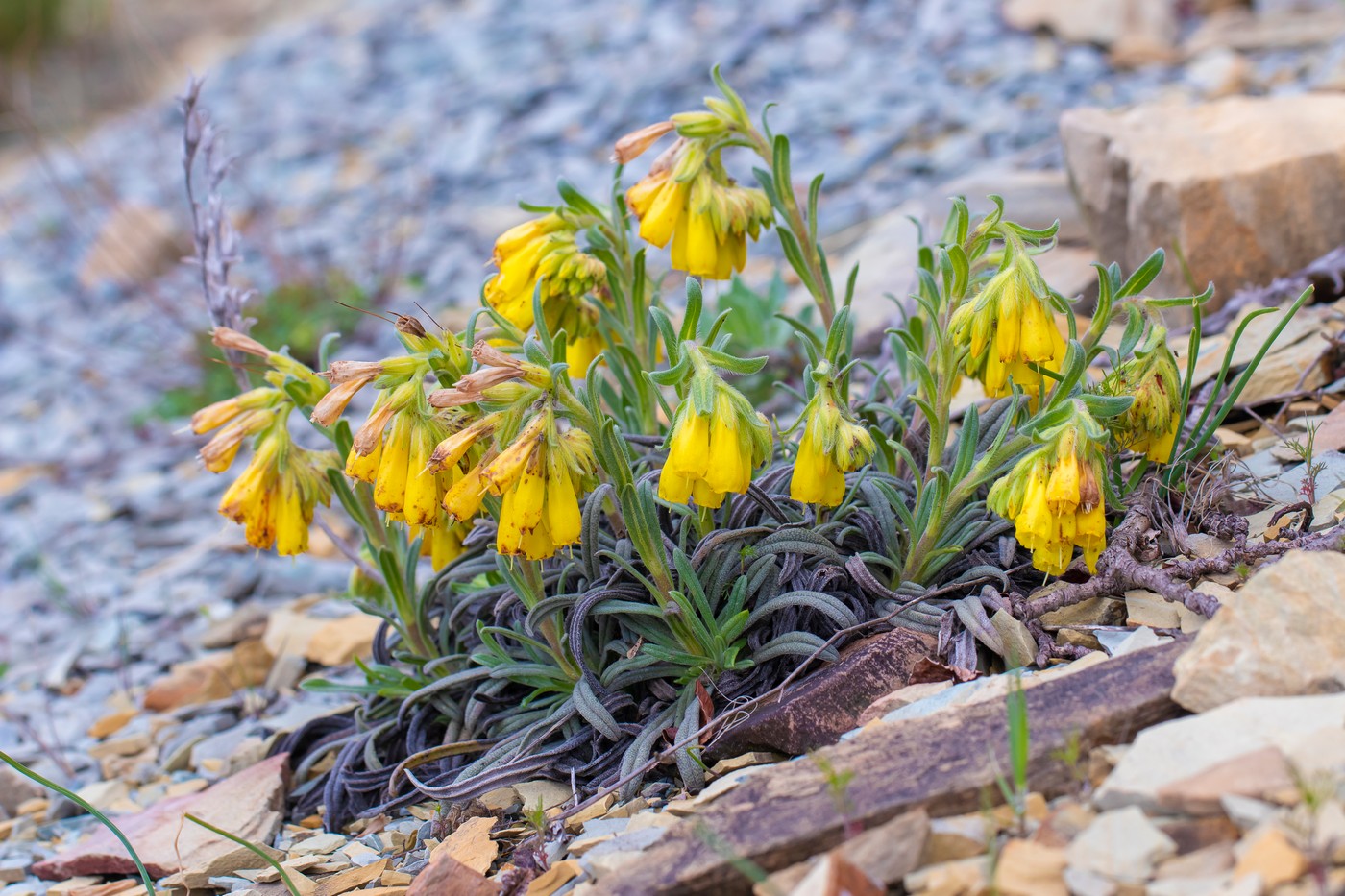 Изображение особи Onosma taurica.