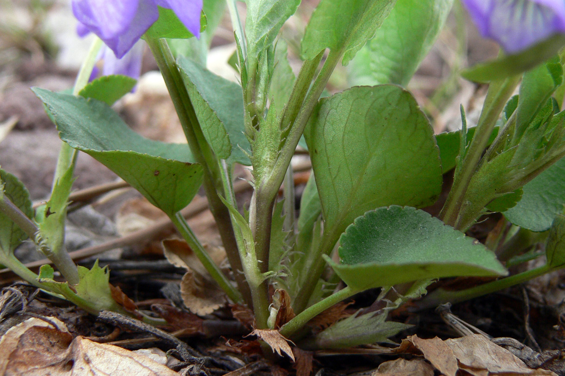 Image of Viola rupestris specimen.