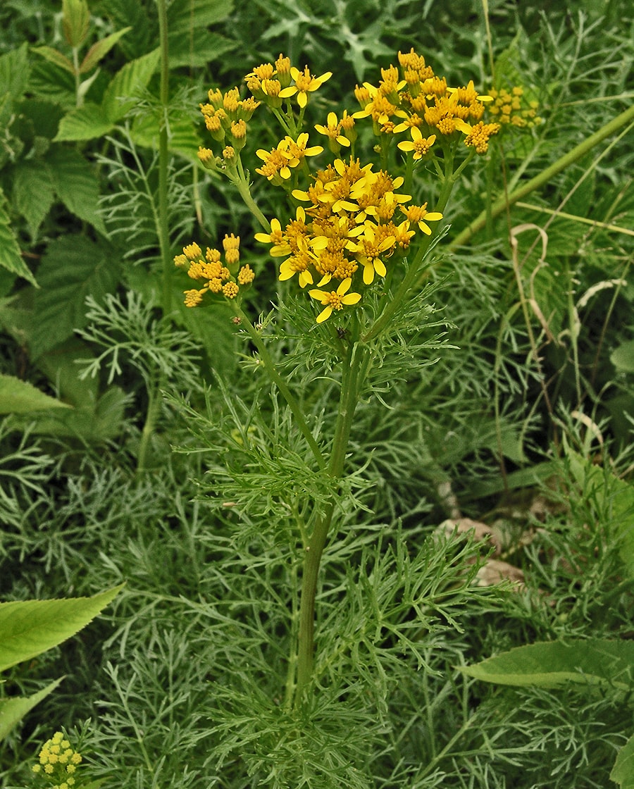 Изображение особи Senecio adonidifolius.