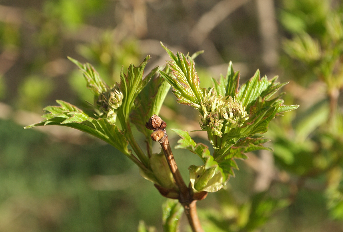 Image of Viburnum opulus specimen.