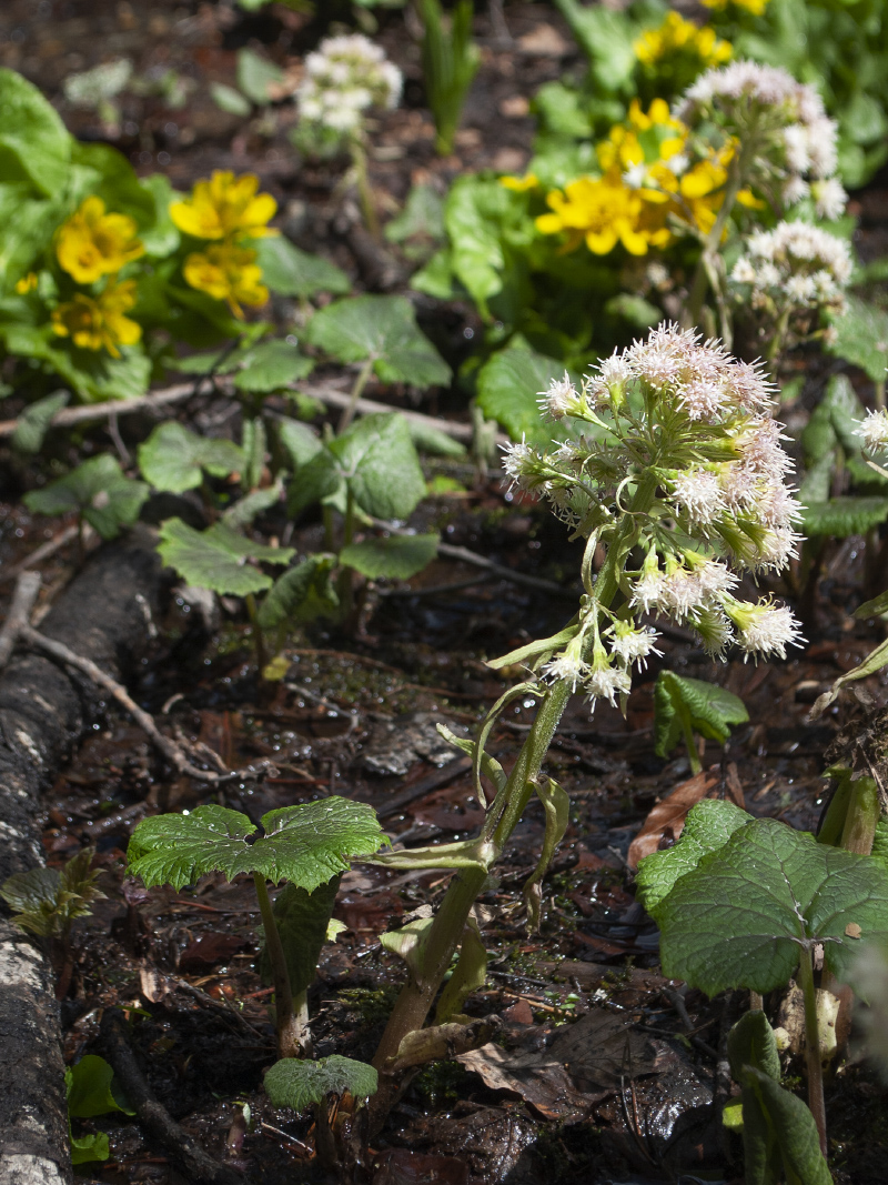 Изображение особи Petasites albus.