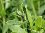 Asperugo procumbens