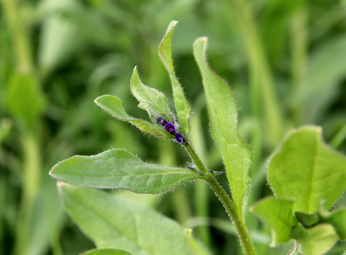 Image of Asperugo procumbens specimen.