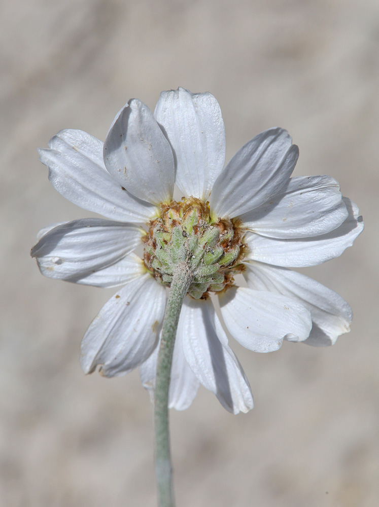 Изображение особи Anthemis fruticulosa.