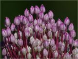 Allium porrum