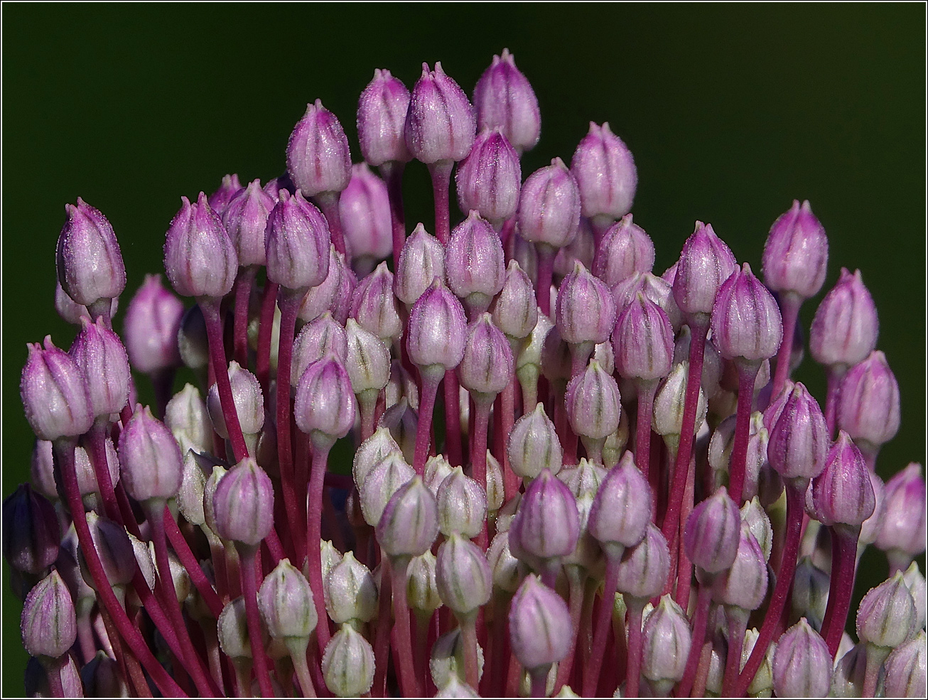 Изображение особи Allium porrum.