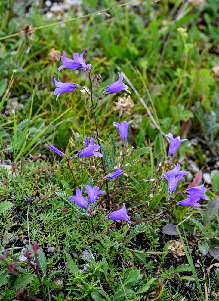 Image of Campanula hohenackeri specimen.