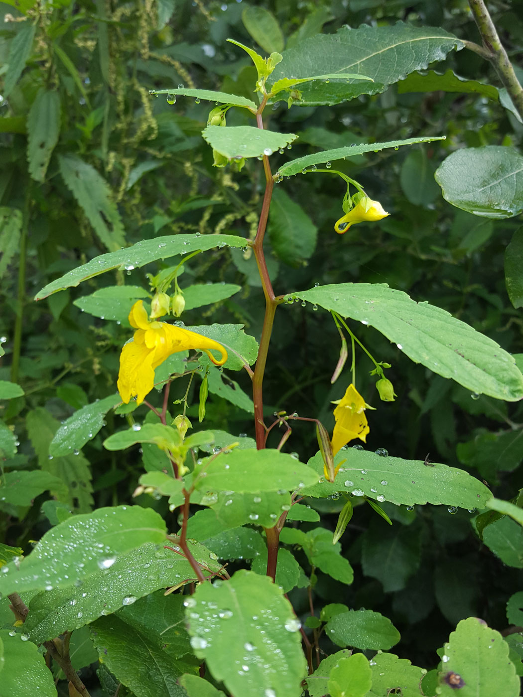 Image of Impatiens noli-tangere specimen.