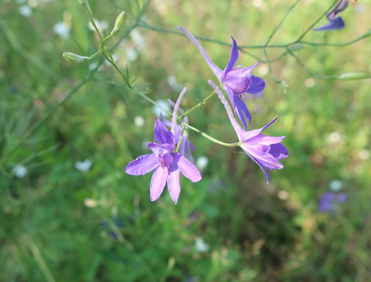 Изображение особи Delphinium consolida.