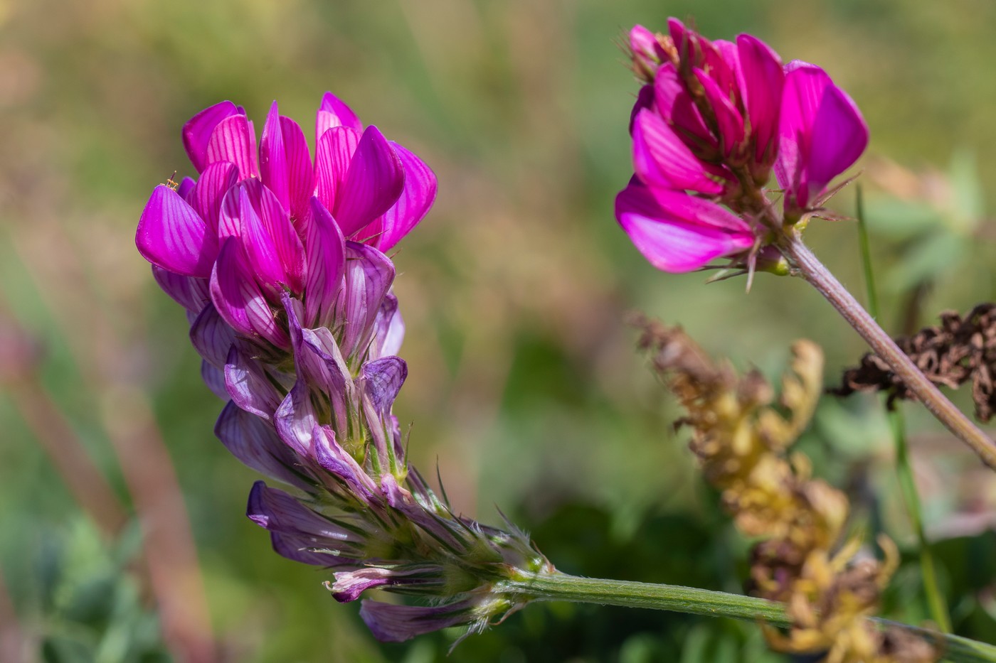 Изображение особи Onobrychis oxytropoides.