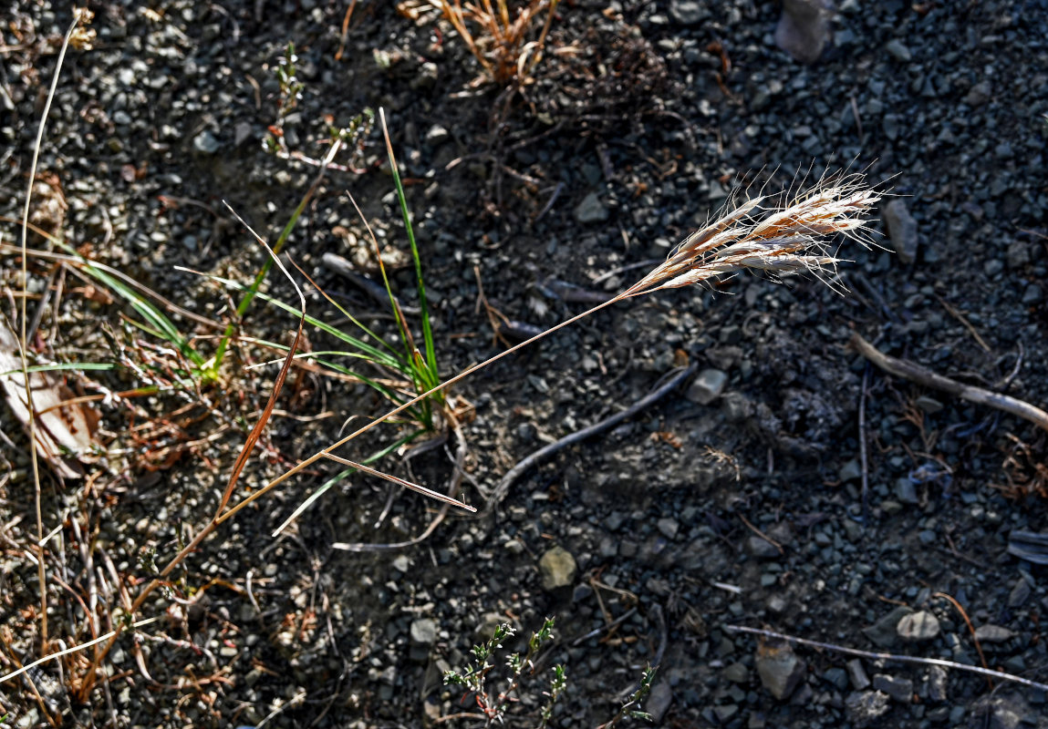 Image of Bromus danthoniae specimen.