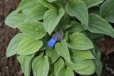 Mertensia pubescens. Цветок и листья. Камчатский край, Елизовский р-н, природный парк \"Вулканы Камчатки\", южный участок, кластер \"Налычевский\", окр. кордона Таловский, подножие вулкана Дзензур, осыпь. 23.08.2022.