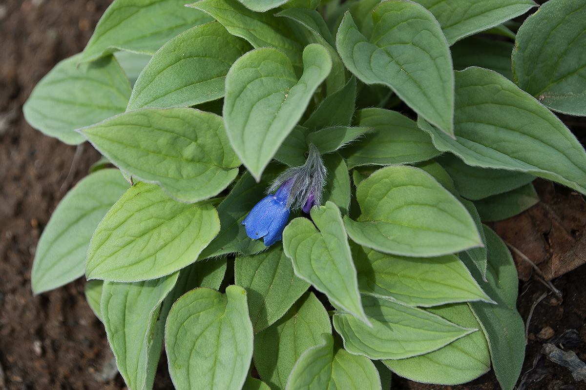 Image of Mertensia pubescens specimen.