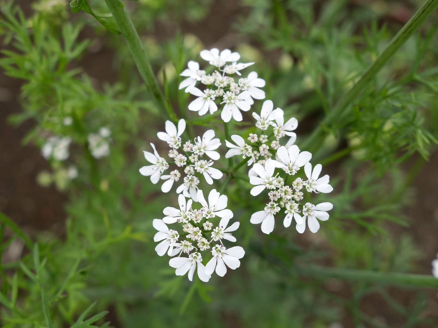 Image of Coriandrum sativum specimen.