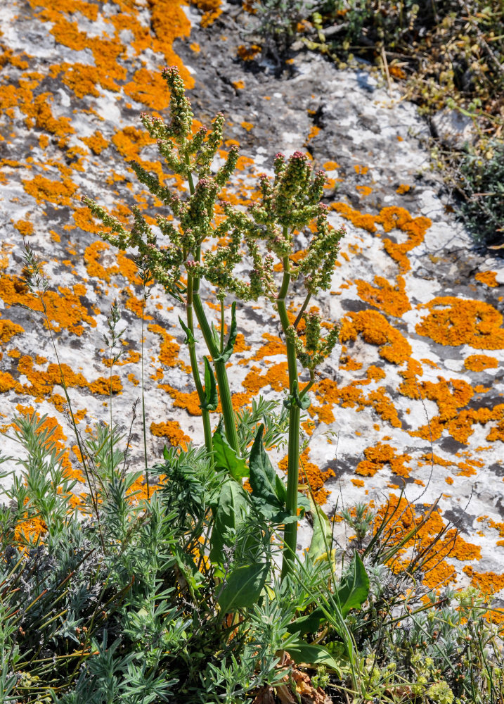 Изображение особи род Rumex.