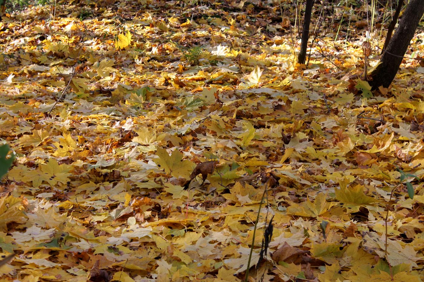 Image of Acer platanoides specimen.