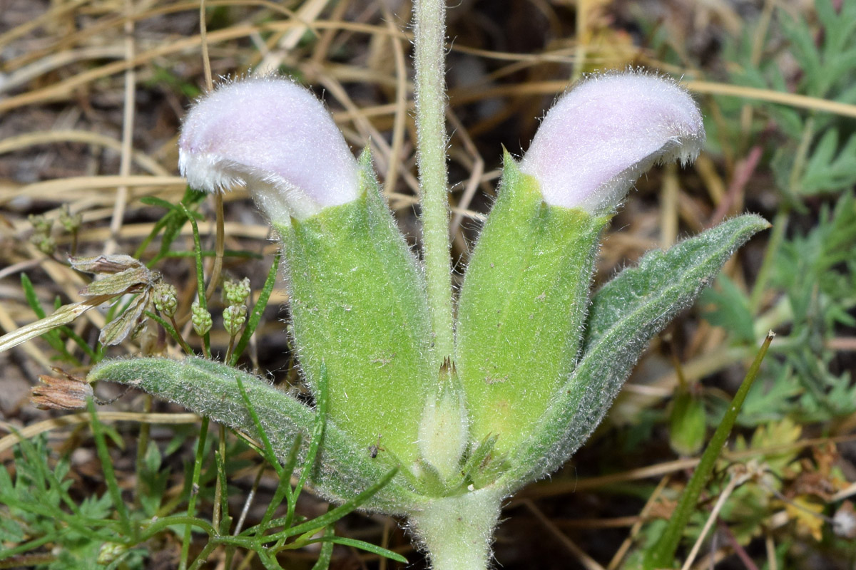 Изображение особи Phlomoides labiosa.