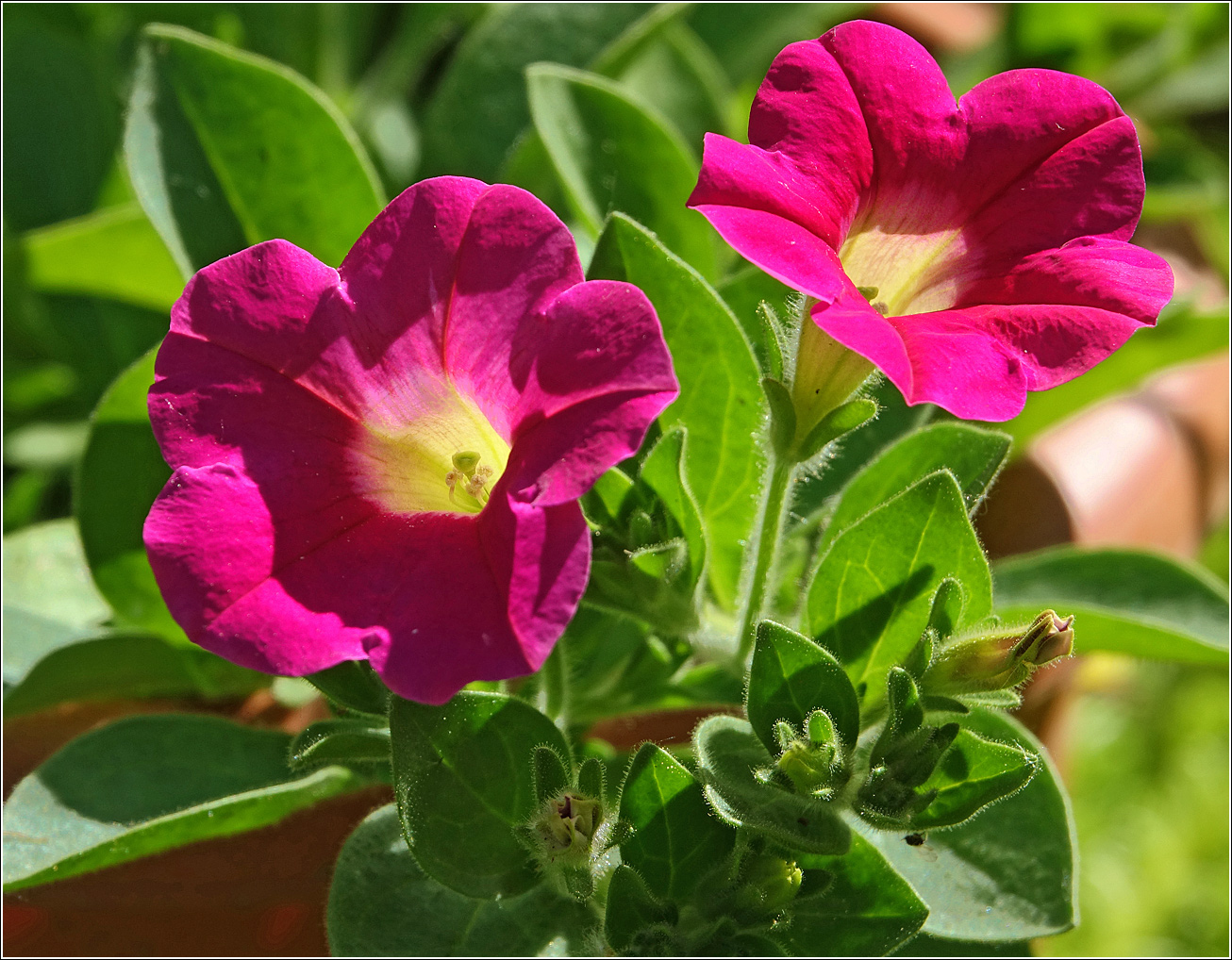 Image of Petunia × atkinsiana specimen.