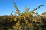 Malus domestica