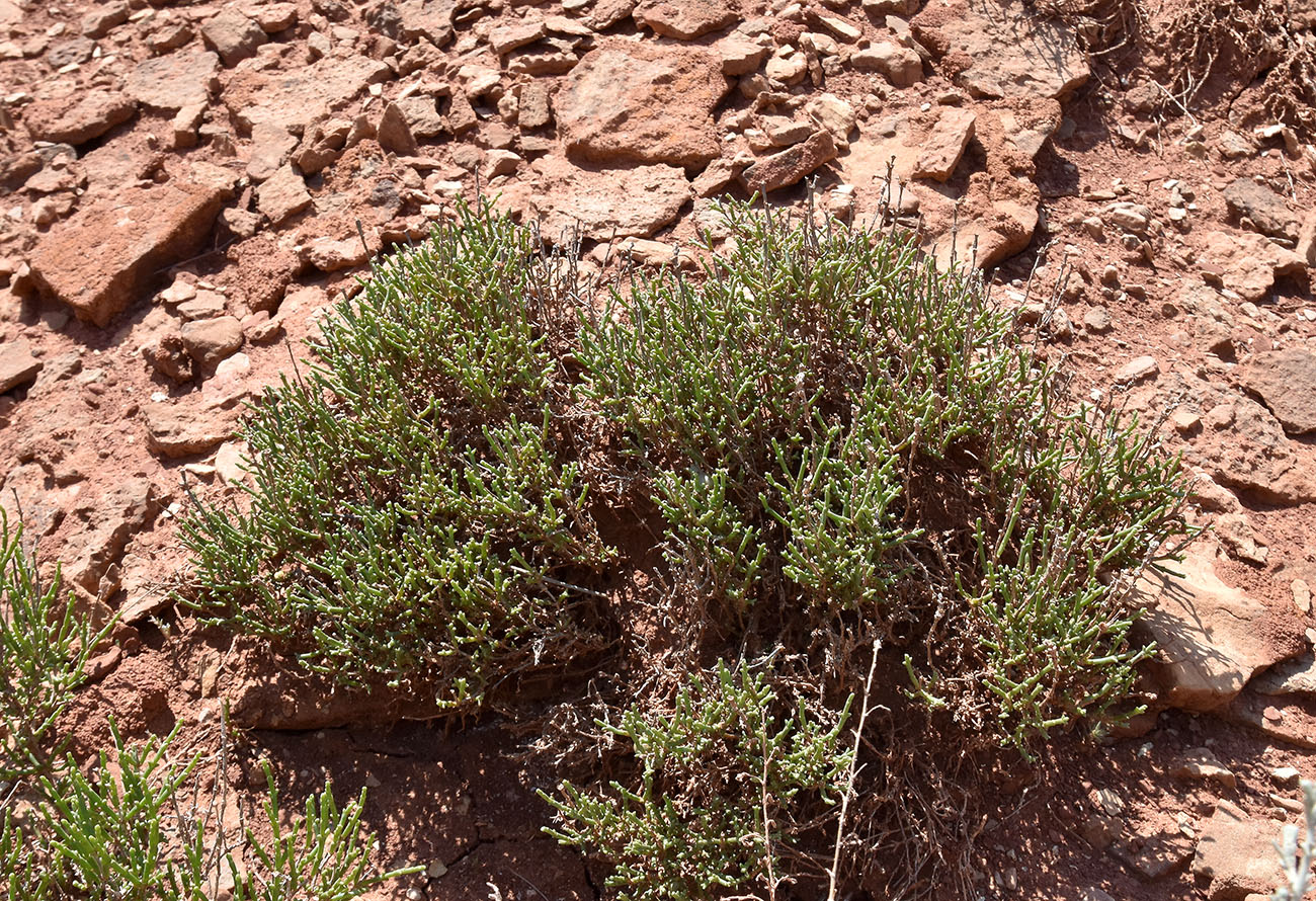 Image of Anabasis salsa specimen.