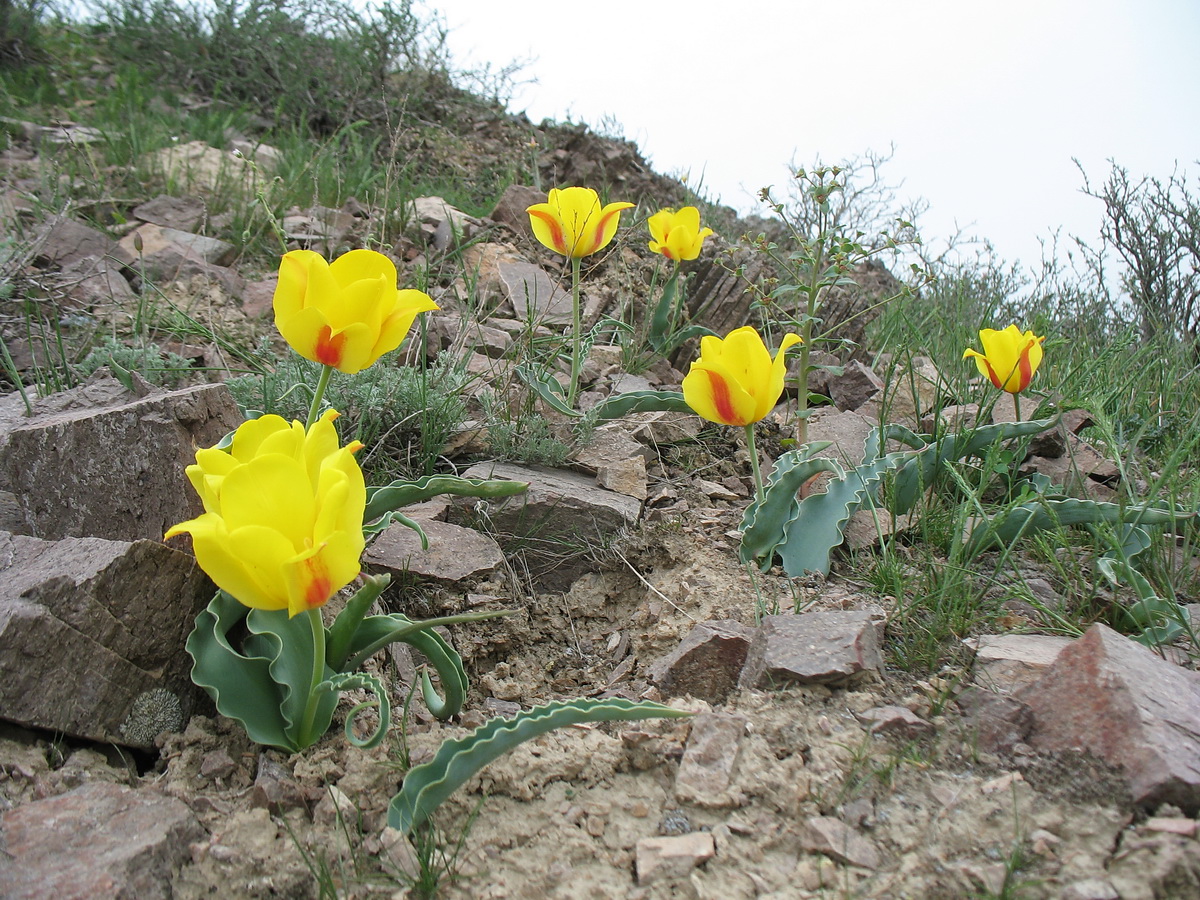 Изображение особи Tulipa alberti.