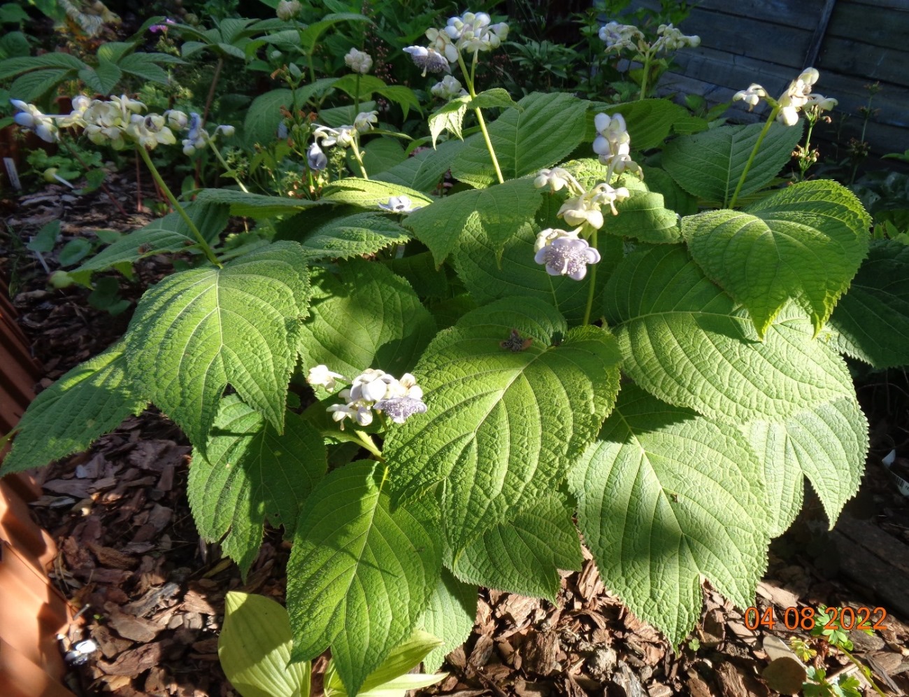 Image of Hydrangea caerulea specimen.