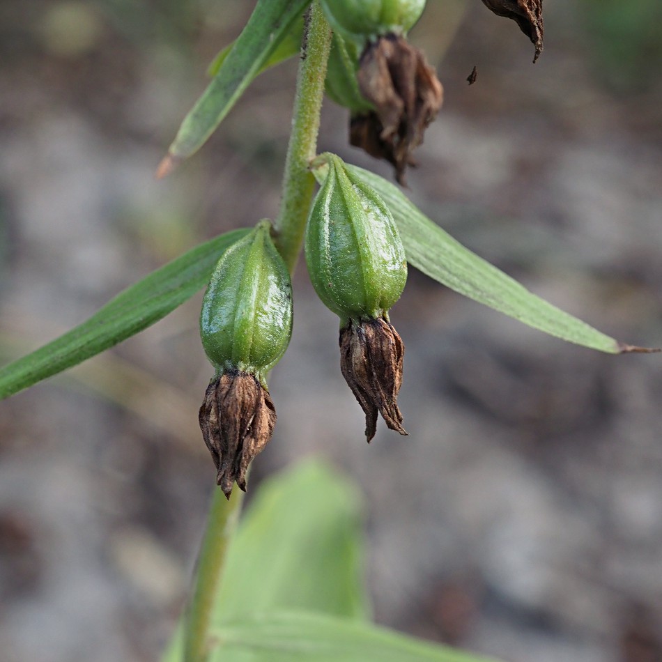 Изображение особи Epipactis helleborine.