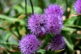 Allium platyspathum. Соцветия. Киргизия, Ошская обл., Памир, Заалайский хр., долина р. Ачик-Таш, ≈ 3600 м н.у.м., альпийский луг. 07.07.2022.