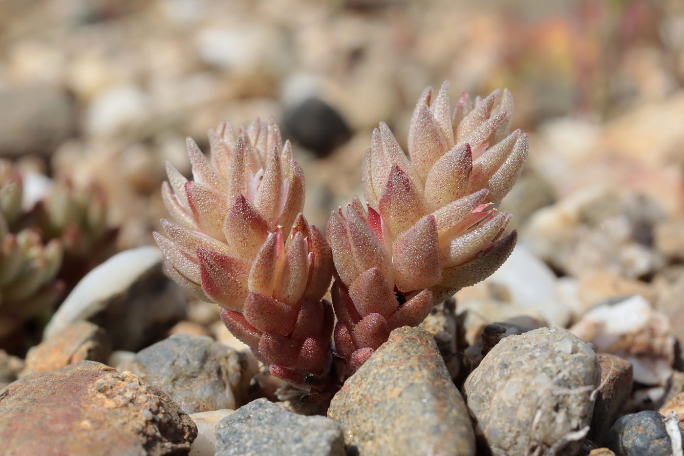 Изображение особи Macrosepalum aetnense.