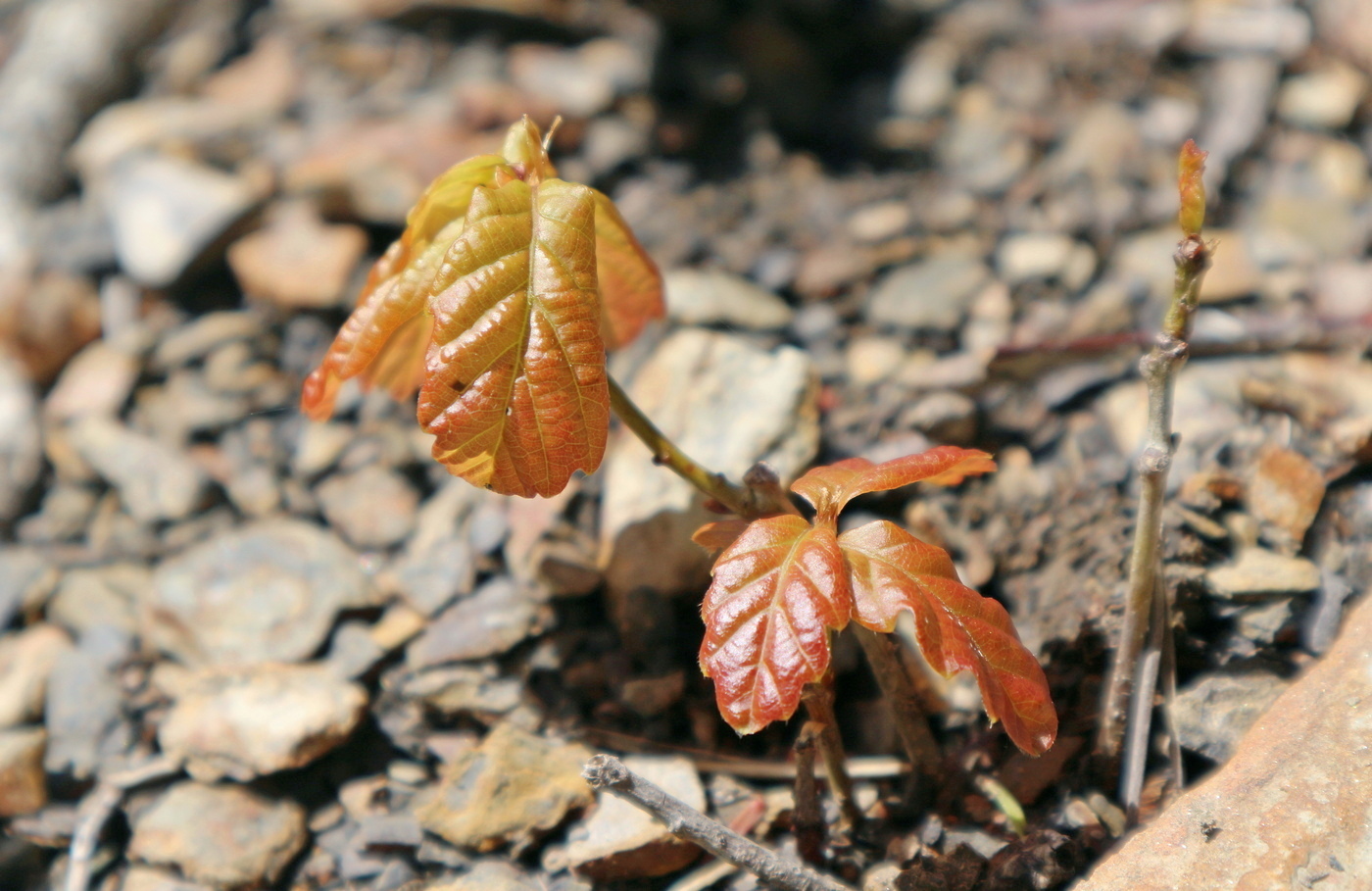 Изображение особи Quercus petraea.