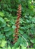 Orobanche hederae