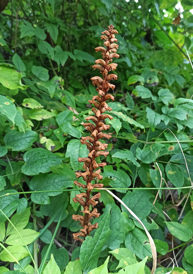 Изображение особи Orobanche hederae.