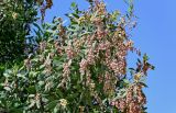 Conocarpus erectus. Верхушка ветви с соплодиями. Египет, мухафаза Асуан, г. Ком-Омбо, в культуре. 05.05.2023.